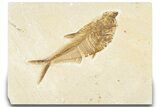 Detailed Fossil Fish (Diplomystus) - Wyoming #318492-1